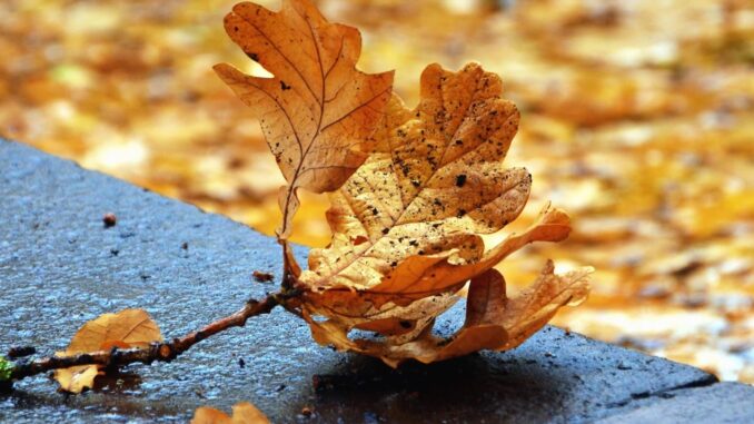 autumn